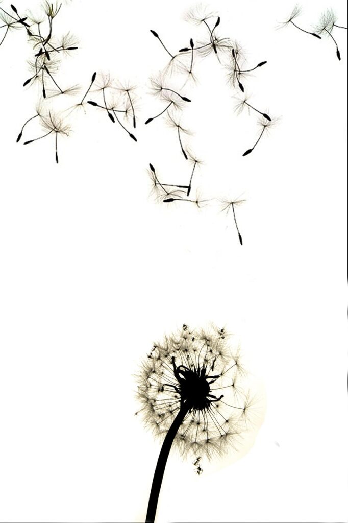dandelion, contrast, high contrast, dandelion, dandelion, dandelion, dandelion, dandelion